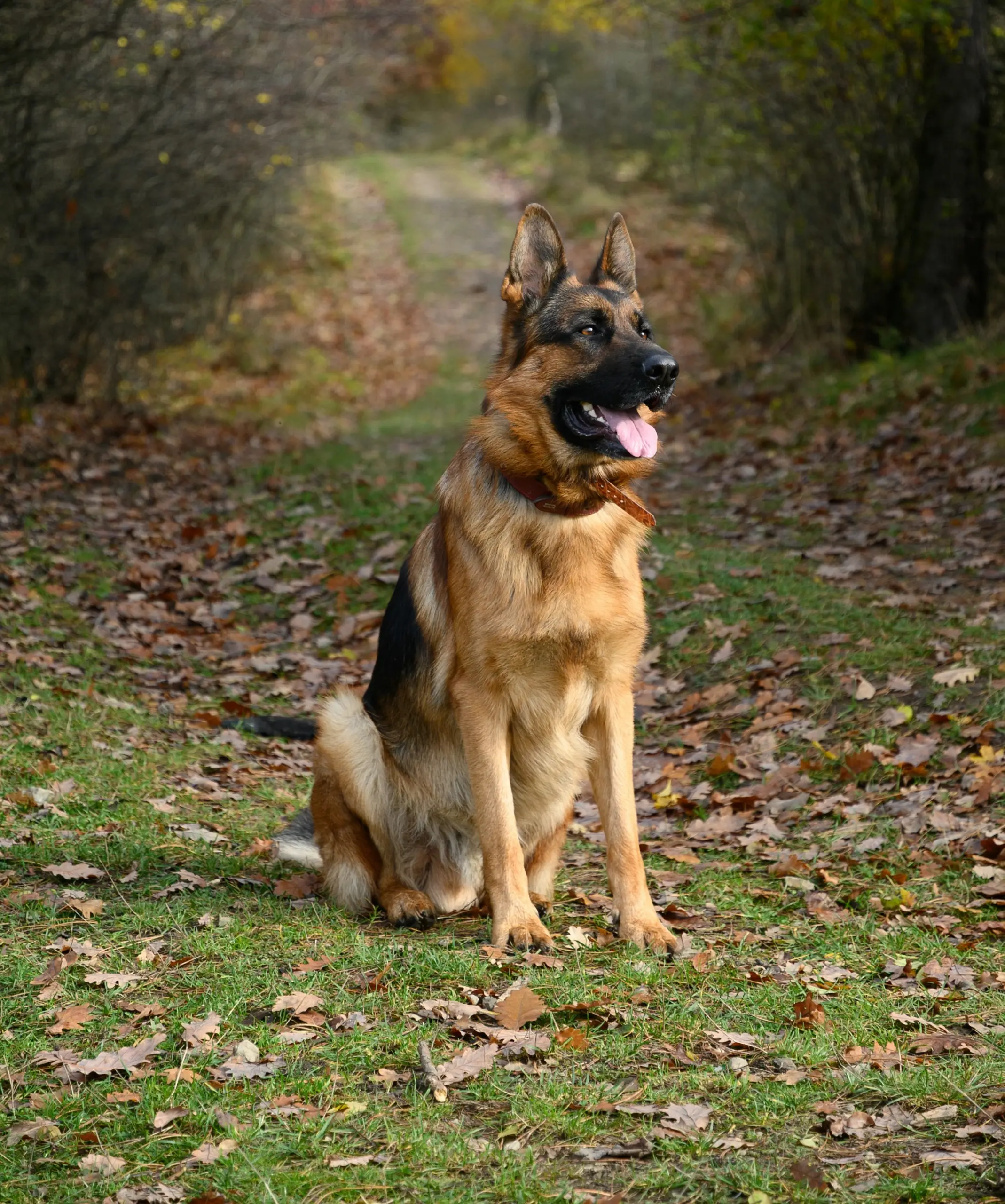 K9 Heel Hounds Services Landing Book Your Session Today-Sitting Dog_Short